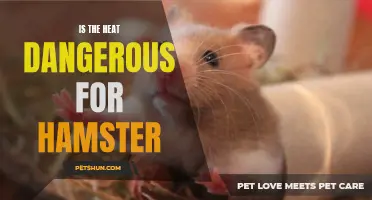 Is Heat Dangerous for Hamsters?