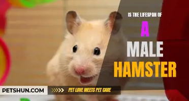What Is the Lifespan of a Male Hamster?