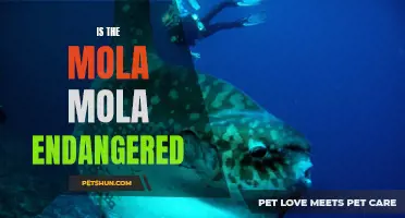The Endangered Status of the Mola Mola: An Assessment