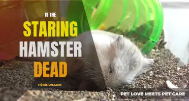 Unveiling the Mystery: Investigating the Status of the Staring Hamster