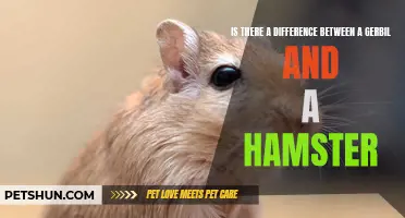 The Distinctions Between Gerbils and Hamsters Unveiled