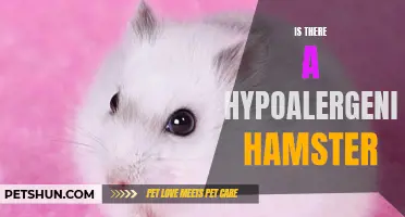 Exploring the Hypoallergenic Qualities of Hamsters: Fact or Fiction?