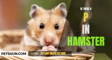 Decoding the Hamster Mystery: Is There Truly a 'P' in Hamster?