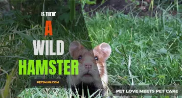 Exploring the Existence of Wild Hamsters: Fact or Fiction?