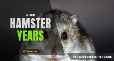 The Lifespan of Hamsters: An Examination of Age in Hamster Years