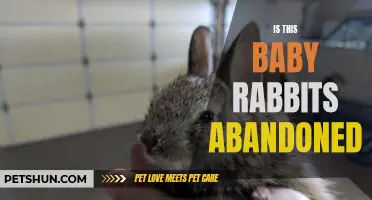 Is This Baby Rabbit Abandoned? Signs to Look For
