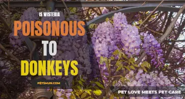 Is Wisteria Poisonous to Donkeys: What You Need to Know
