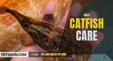 A Guide to Caring for Jelly Catfish: Tips and Tricks