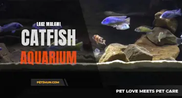 The Ultimate Guide to Setting Up a Lake Malawi Catfish Aquarium