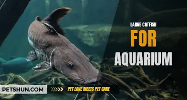 The Fascinating World of Large Catfish for Aquarium Enthusiasts