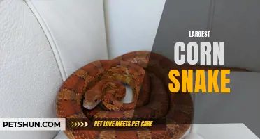 The Giant Guardian: Unveiling the World's Largest Corn Snake