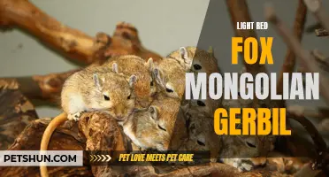The Beautiful Light Red Fox Mongolian Gerbil: A Charming Addition to Your Home