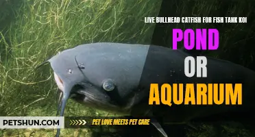 The Ultimate Guide to Adding Live Bullhead Catfish to Your Fish Tank, Koi Pond, or Aquarium