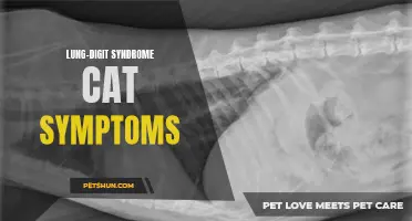 Understanding Lung-Digit Syndrome: Common Symptoms in Cats