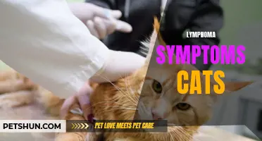 Uncovering the Common Signs of Lymphoma in Cats