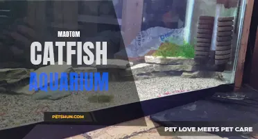 The Ultimate Guide to Setting Up a Madtom Catfish Aquarium