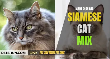 The Allure of Maine Coon and Siamese Cat Mix Breeds: A Unique Blend of Charm and Personality