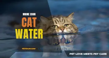 The Importance of Water for Maine Coon Cats: Tips for Proper Hydration