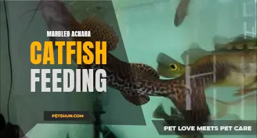 The Fascinating Feeding Habits of Marbled Achara Catfish Revealed