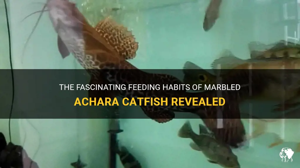 marbled achara catfish feeding