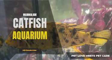 The Mysterious World of Marmalade Catfish: A Fascinating Addition to Your Aquarium