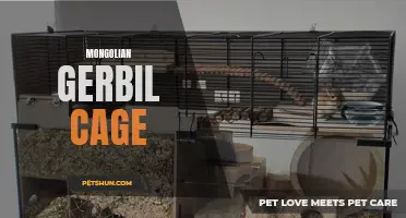 Creating the Ideal Mongolian Gerbil Cage: A Comprehensive Guide