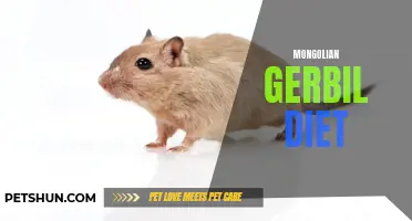 The Ultimate Guide to a Healthy Mongolian Gerbil Diet