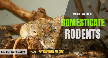 The Fascinating World of Mongolian Gerbil: Domesticated Rodents as Perfect Pets