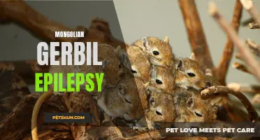 Understanding the Causes and Treatments of Mongolian Gerbil Epilepsy