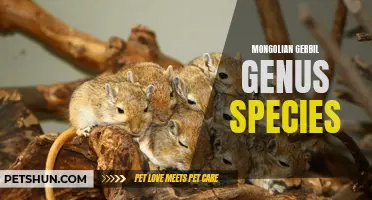 Exploring the Fascinating Genus and Species of Mongolian Gerbils