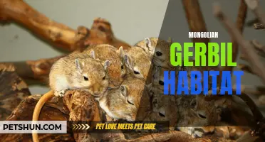 Creating a Perfect Habitat for Your Mongolian Gerbil