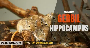 Exploring the Fascinating Hippocampus of Mongolian Gerbils