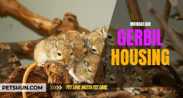 The Ultimate Guide to Mongolian Gerbil Housing: Creating a Comfortable Home for Your Furry Friend