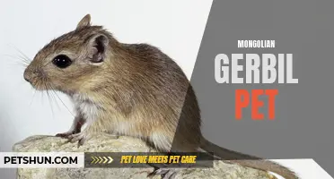 The Ultimate Guide to Caring for Your Mongolian Gerbil Pet: Tips, Tricks, and Advice