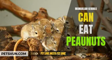 The Surprising Truth About Mongolian Gerbils: Can They Eat Peanuts?