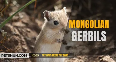 The Fascinating World of Mongolian Gerbils: A Closer Look at These Adorable Pets