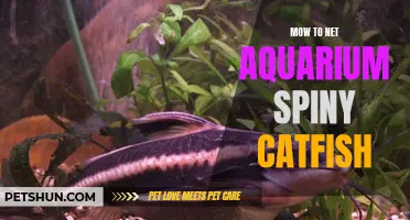 Grooming Tips for Netting an Aquarium Spiny Catfish