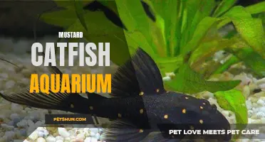 The Fascinating World of Mustard Catfish Aquariums