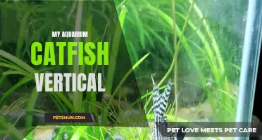Understanding the Benefits of a Vertical Aquarium for My Catfish
