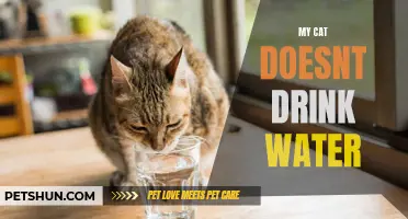 Why Won't My Cat Drink Water? Understanding and Addressing the Issue