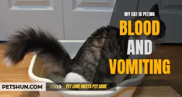 When Your Beloved Feline Is Experiencing Blood in Urine and Vomiting: What Could Be the Reasons?