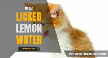 The Surprising Behavior of Cats: Why My Cat Licked Lemon Water