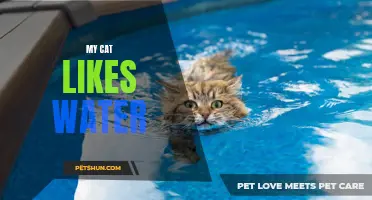 Why My Cat Loves Water: The Surprising Truth Behind Feline Hydrophilia