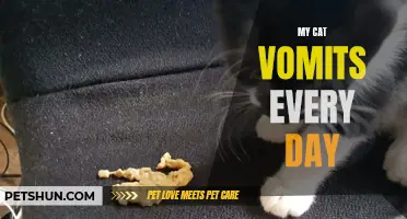 Why Does My Cat Vomit Every Day and What Should I Do?