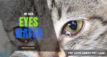 Why Does My Cat's Eyes Water? Understanding and Managing Excessive Tearing in Cats