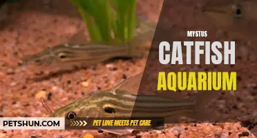 The Ultimate Guide to Setting Up a Mystus Catfish Aquarium