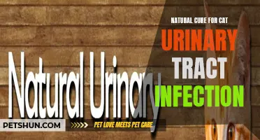 The Best Natural Remedies to Treat Cat Urinary Tract Infections