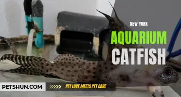 The Fascinating Catfish of the New York Aquarium: Exploring the Depths