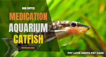 Non-Copper Medication Options for Treating Catfish in Aquariums