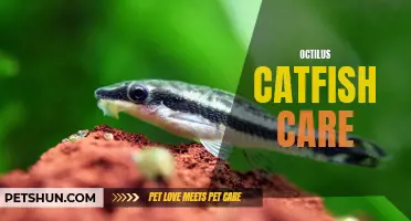 Taking Care of Your Octilus Catfish: A Comprehensive Guide